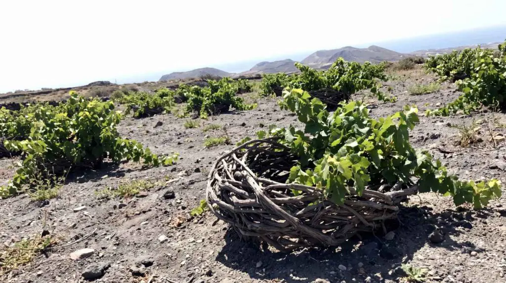 Traditional basket-trained Assyrtiko vine in a Santorini vineyard on volcanic soil