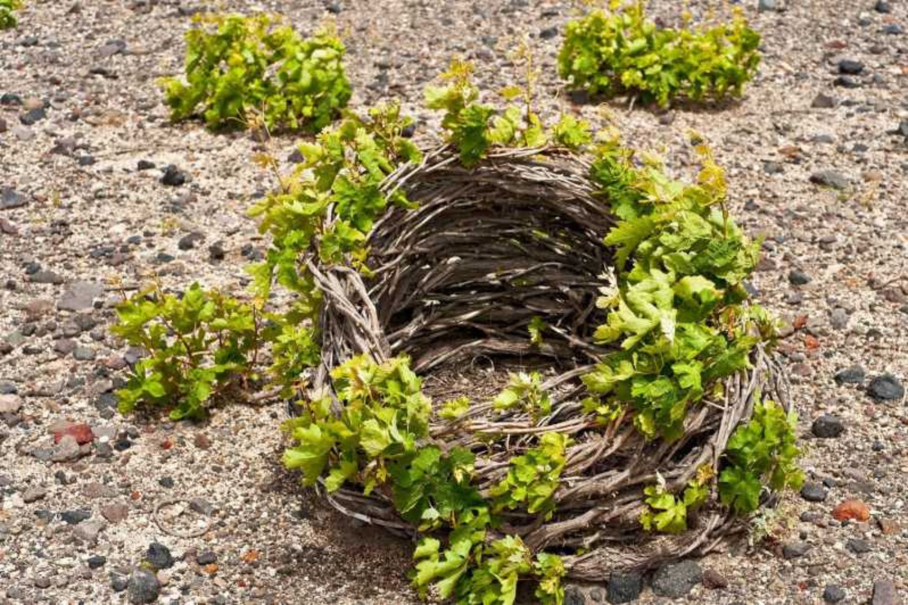 Kouloura Vineyard Santorini vineyard with young grapevines growing in a kouloura.