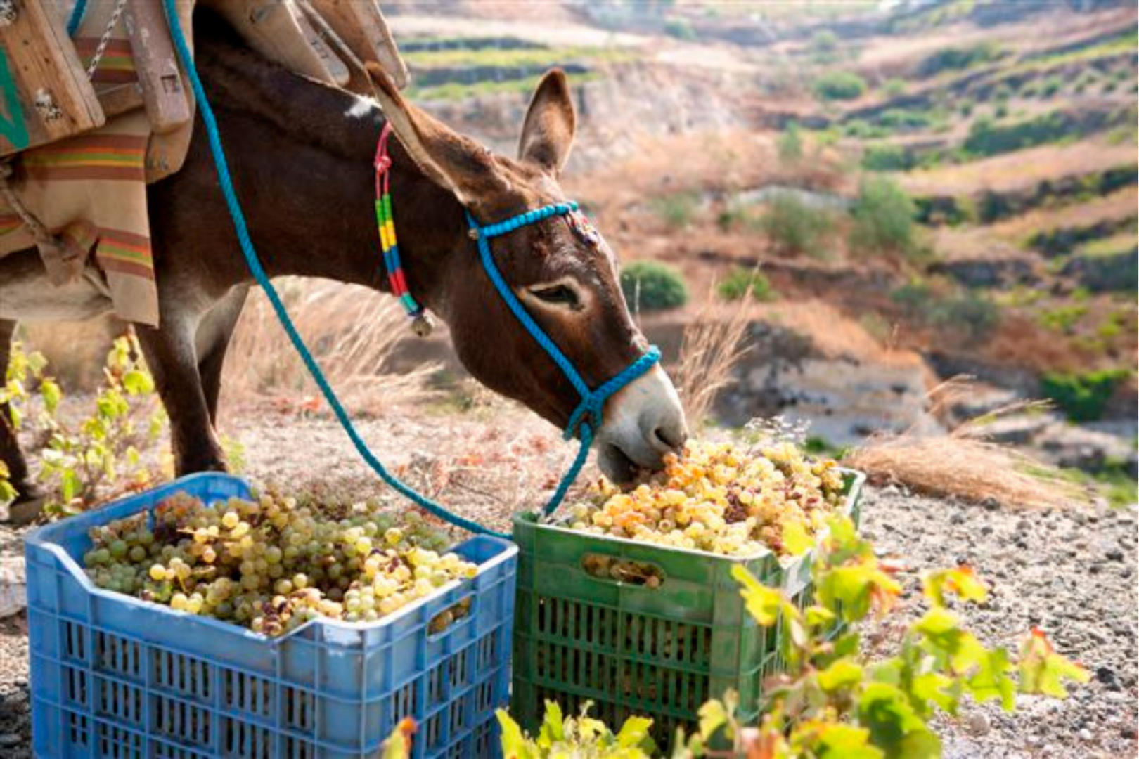 Santorini Grape Harvest – Traditional Vineyard Life & Assyrtiko Grapes private wine tour Santorini vegan