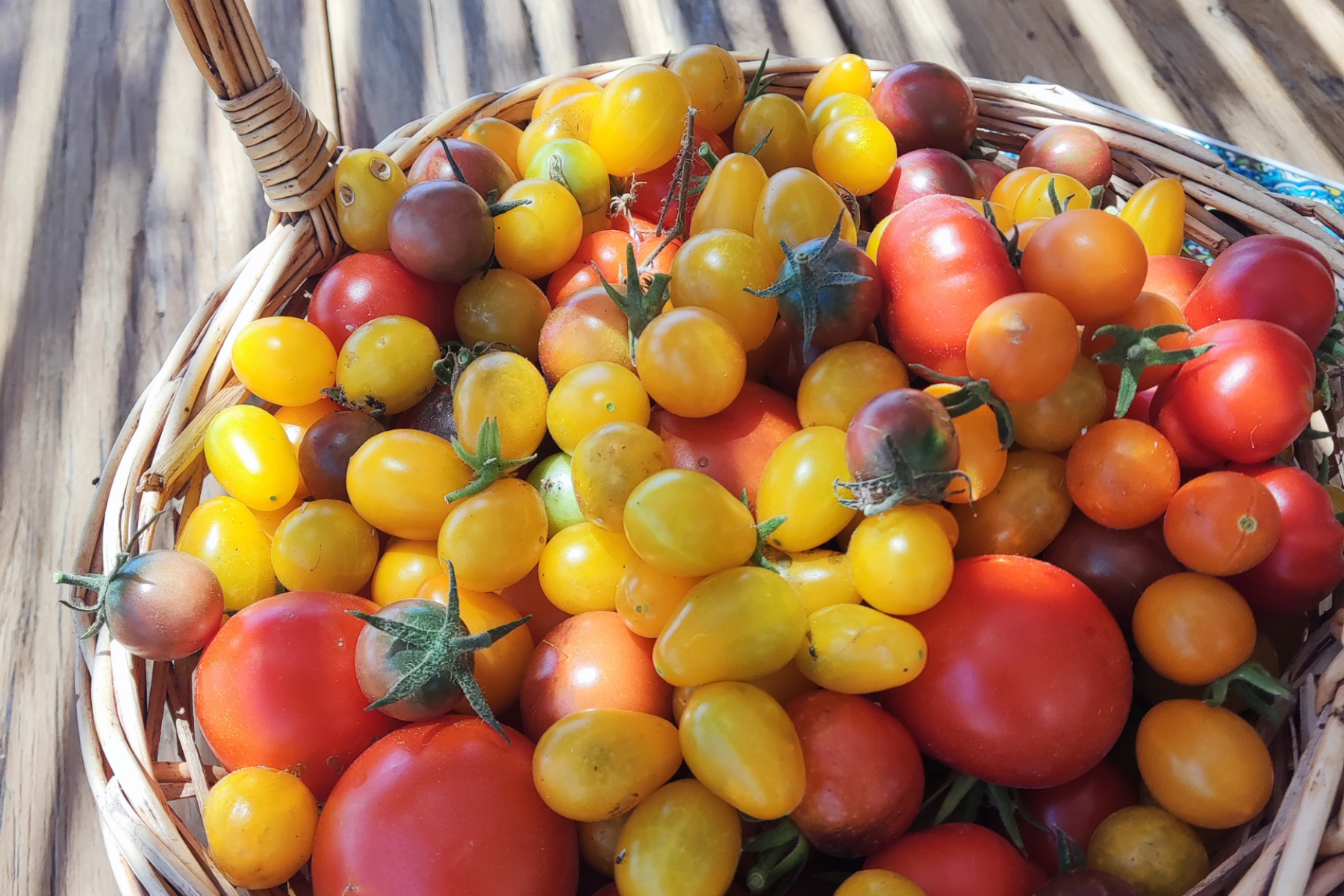 Farm-lunch-4 Santorini tomatoes from the local farm in Pyrgos Village. These will be enjoyed during the farm-to-table lunch