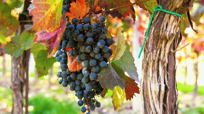 Ripe wine grapes growing on the vine in a vineyard