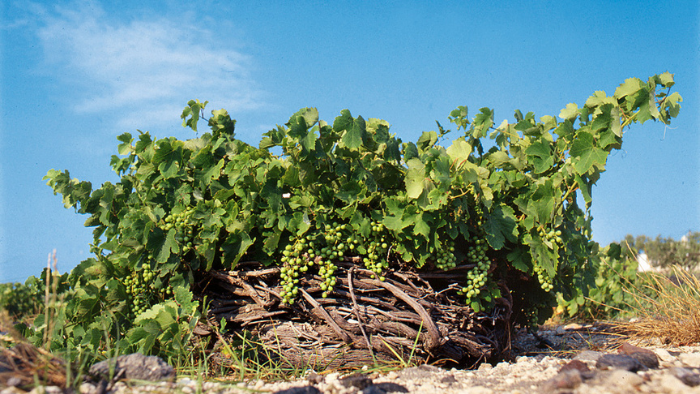 Kouloura vine basket training system in Santorini vineyard, volcanic soil protecting Assyrtiko grapes from wind