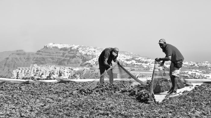 Traditional vineyard workers tending Assyrtiko vines in Santorini with caldera landscape in the background
