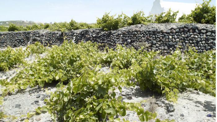 Traditional vineyard workers tending Assyrtiko vines in Santorini with caldera landscape in the background