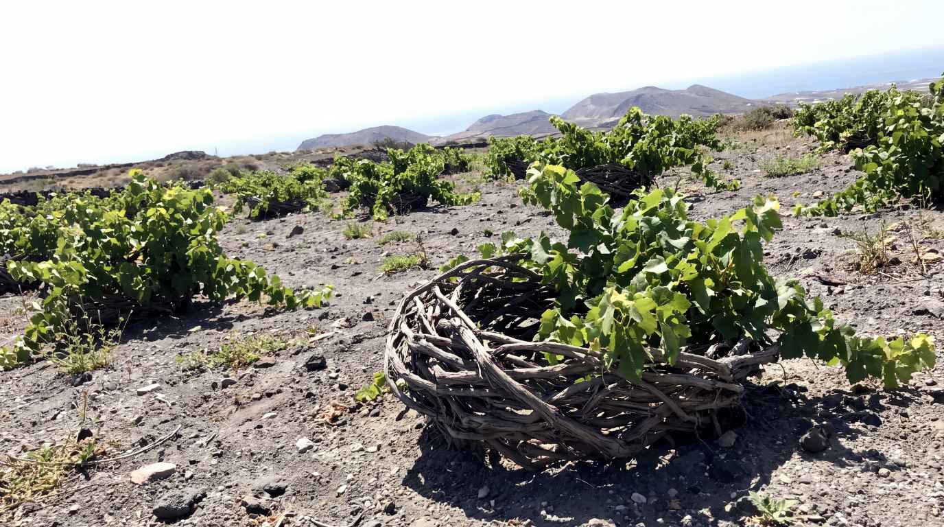 Traditional basket-trained Assyrtiko vine in a Santorini vineyard on volcanic soil